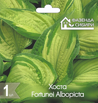  Хоста Форчуна Альбопикта/Fortunei Albopicta (1шт) Фазенда Сибири
