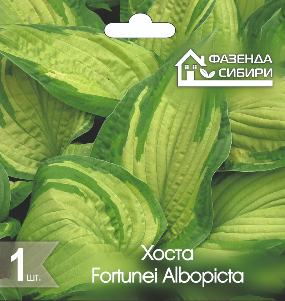 Хоста Fortunei Albopicta