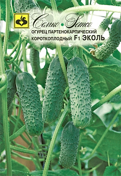 Огурец Эколь F1 (5шт) Семко/10