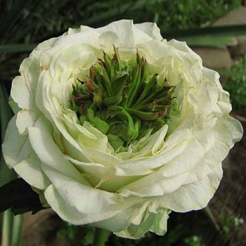  Роза Грин Ай (Чайно-гибридная) (1шт) в коробке