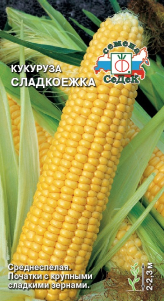 kukuruza_sladkoezhka
