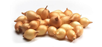 Лук-севок Коррадо F1  14-21 цена за мешок /20 кг