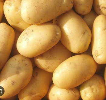 Картофель семенной "Артемис" (раннеспелый столовый желтый сорт) 2 кг (+/- 5%), цена за 2 кг.