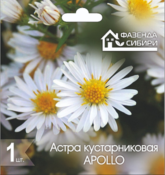 2 Астра В ГОРШКЕ кустарниковая Аполло/Apollo Фазенда Сибири