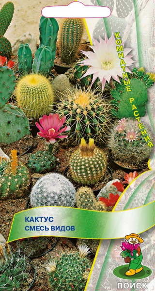 Кактус Смесь видов