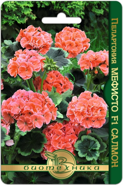 Пеларгония мефисто