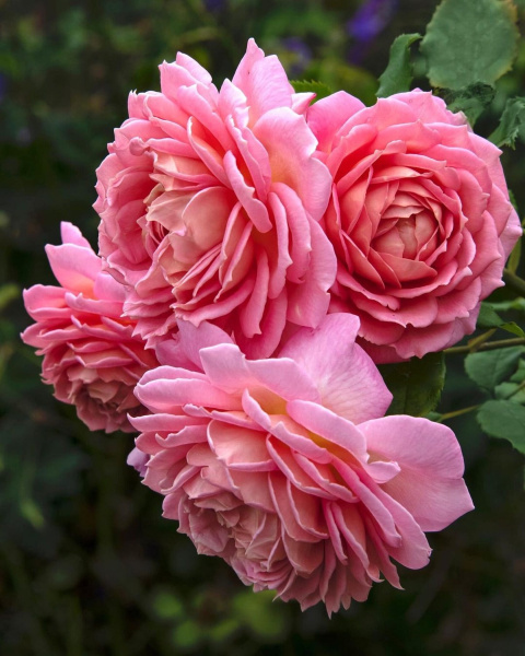 Джубили Селебрейшн