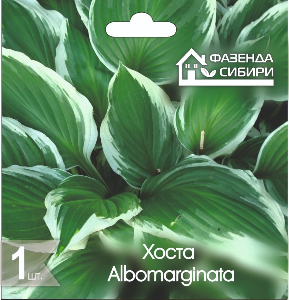 Хоста Albomarginata