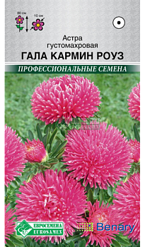 Астра Гала Кармин Роуз густомахровая (10шт) Евросемена/10