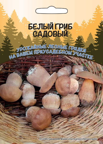 belyy-grib-sadovyy