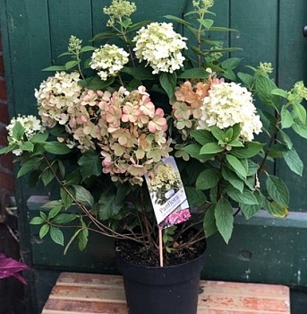  Гортензия метельчатая Панфлора/Panfllora цена/ед кратно 8шт 