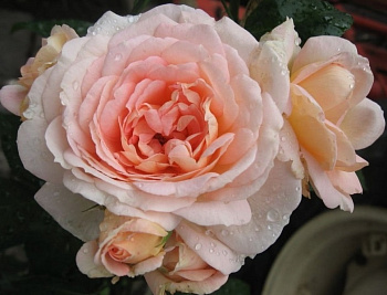  Роза Амаретто (Флорибунда) (1шт) в коробке