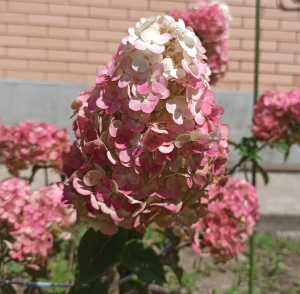 гортензия Самарская Лидия