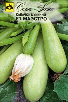 Кабачок Маэстро F1 (5шт) Семко/10