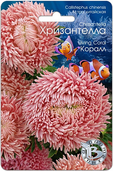 Астра Хризантелла Коралл (30шт) Биотехника/10