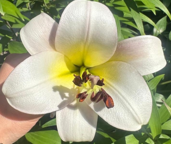 Лилия Регале 2