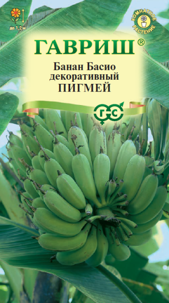 Банан Басио декоративный Пигмей