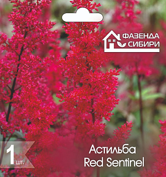  Астильба Ред Сентинел/Red Sentinel (1шт) Фазенда Сибири