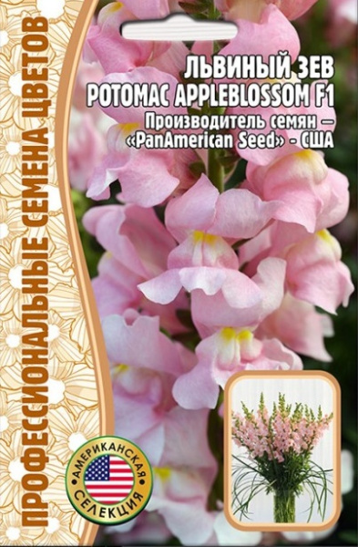 Львиный зев эплблоссом