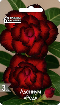 Адениум Ред (3шт) Фазенда Сибири/10