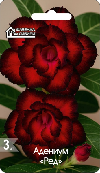 АДЕНИУМ Ред