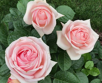  Роза Афродита (Чайно-гибридная) (1шт) в коробке