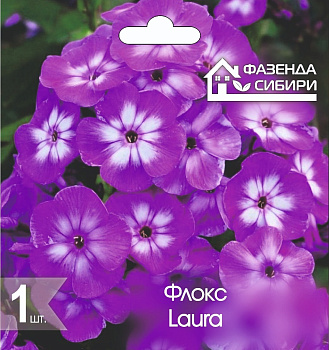 2 Флокс В ГОРШКЕ Лаура/Laura Фазенда Сибири