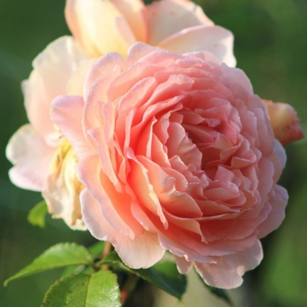 rose-paul-bocuse