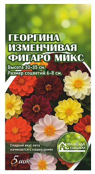 Георгина Фигаро микс (5шт) Фазенда Сибири/10