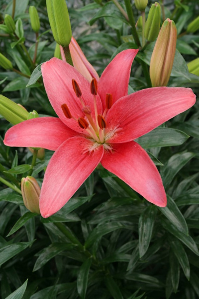 lilium-sylt-2719