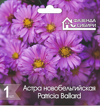 2 Астра В ГОРШКЕ новобельгийская Патриция Баллард/Patricia Ballard Фазенда Сибири