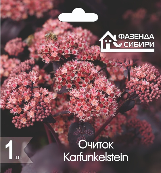 Очиток Karfunkelstein