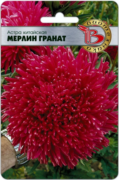 Астра мерлин гранат