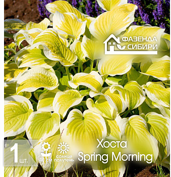 2 Хоста В ГОРШКЕ Спринг Морнинг/Spring Morning Фазенда Сибири