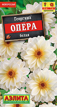Георгина Опера белая (7шт) Аэлита/10