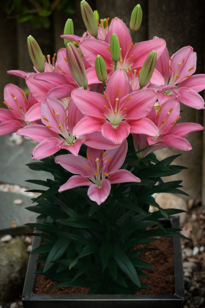 lilium-foxtrot-2688