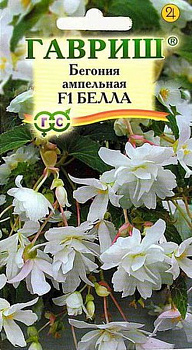 Бегония Белла F1 амп (4шт) Гавриш/10
