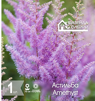  Астильба В ГОРШКЕ Аметист/Amethyst (1шт) Фазенда Сибири