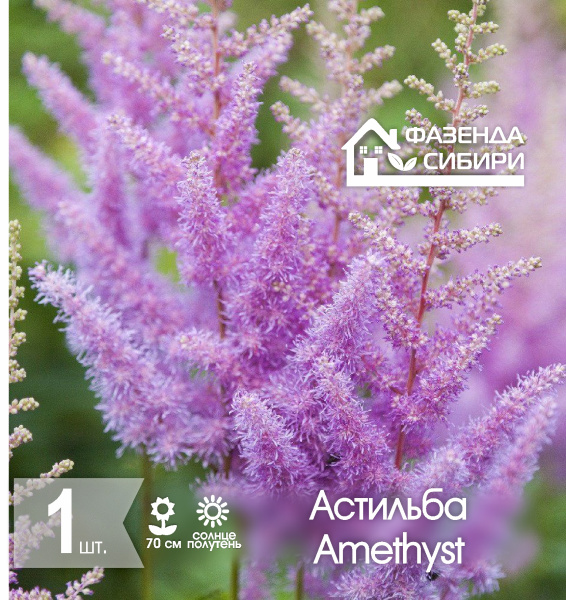 сАстильба Amethyst