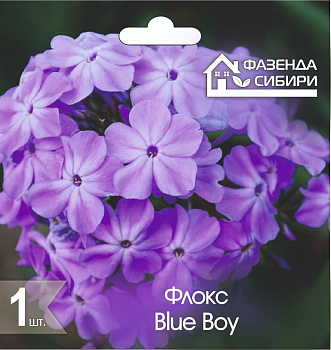 2 Флокс В ГОРШКЕ Блу Бой/Blue Boy Фазенда Сибири