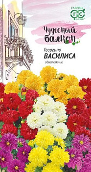 Георгина Василиса (0,3г) Гавриш/10