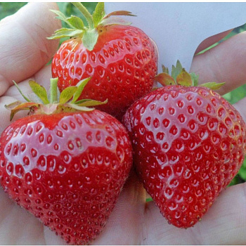 Клубника сезонная Моллинг Столетия /кратно 64