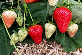 Клубника сезонная Прими ЗКС в стакане 200мл /КРАТНО 6 шт/