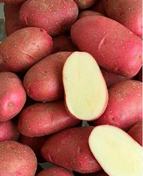 Картофель семенной "Рикарда" (среднеспелый столовый красный сорт) 2 кг (+/- 5%), цена за 2 кг
