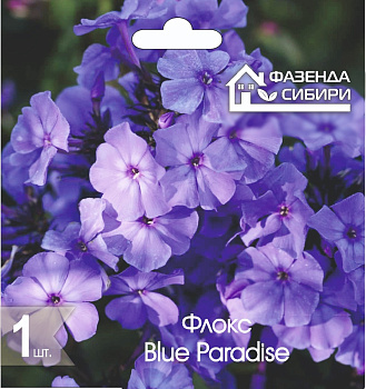  Флокс Блу Пэрадайз/Blue Paradise (1шт) Фазенда Сибири