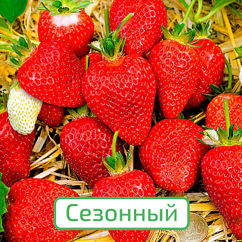 Клубника сезонная Альба ЗКС в стакане 200мл/КРАТНО 6 шт/