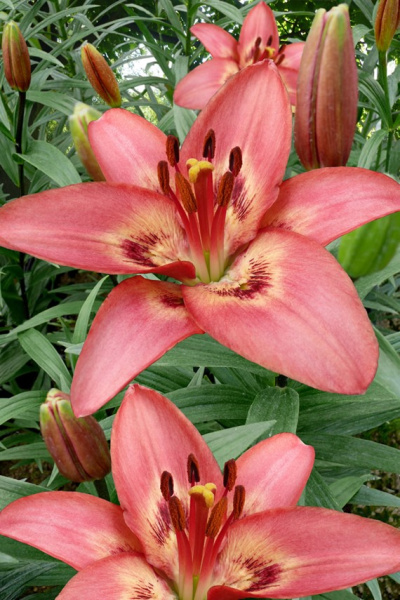 lilium-tinilco-1444