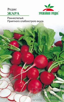 Редис Жара УГ (3г) Седек/10