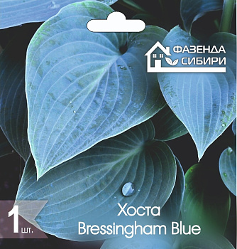  Хоста В ГОРШКЕ Брэссингхэм Блу/Bressingham Blue Фазенда Сибири