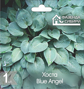  Хоста В ГОРШКЕ Блу Энджел/Hosta Blue Angel Фазенда Сибири